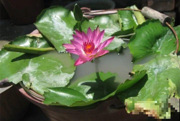 小药片磨成粉，兑水一浇，叶子油亮花开爆！