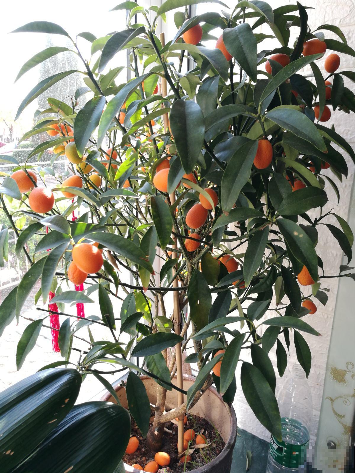 5种花特招财，家里养1盆、旺家又招财，日子越过越好！