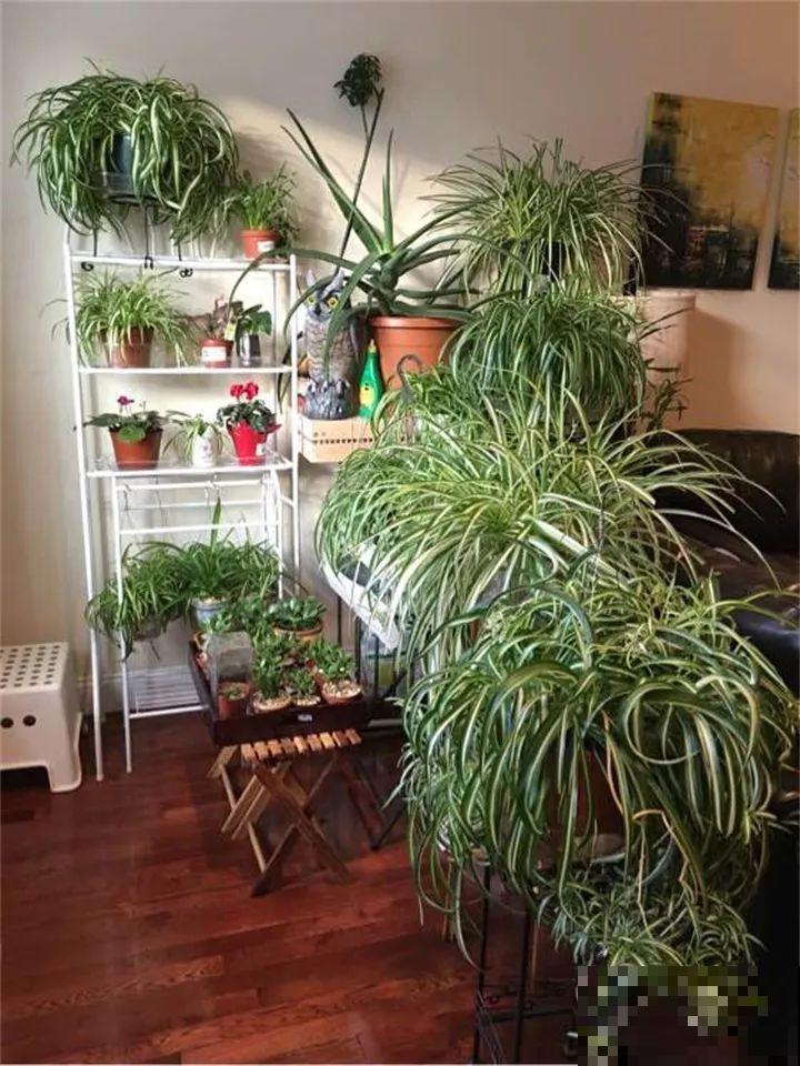 养这花真赚钱，一年能生3麻袋，邻居朋友抢着要！