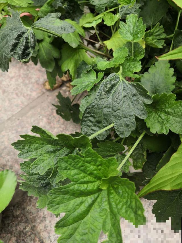 荒地到处都有的这种草，谁知有这大作用，一到冬天就有人抢着挖！