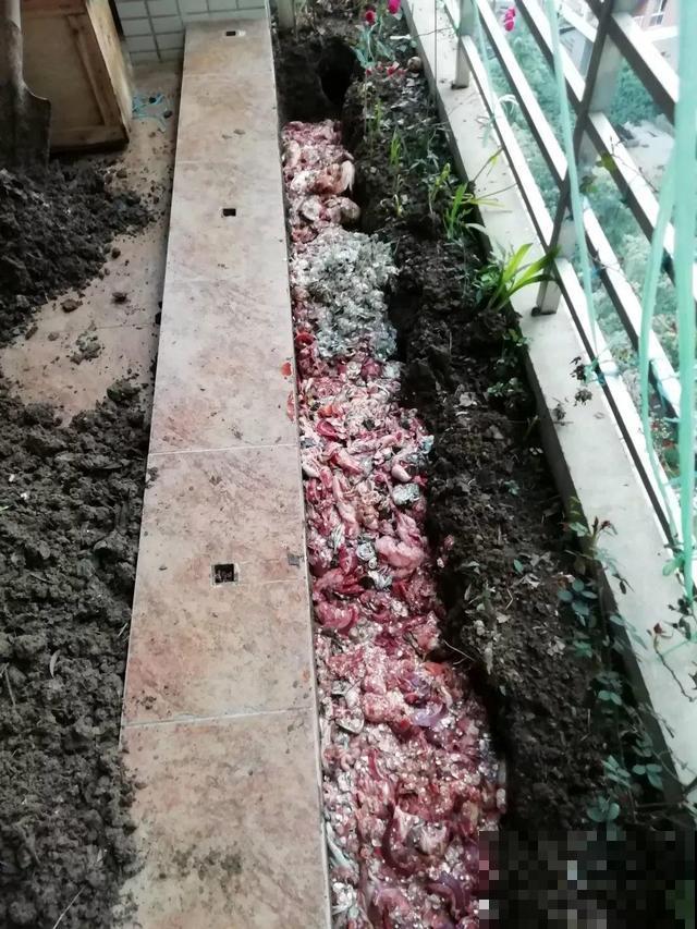 土里掺点它，旧土也能变肥土，花用了疯长不停！