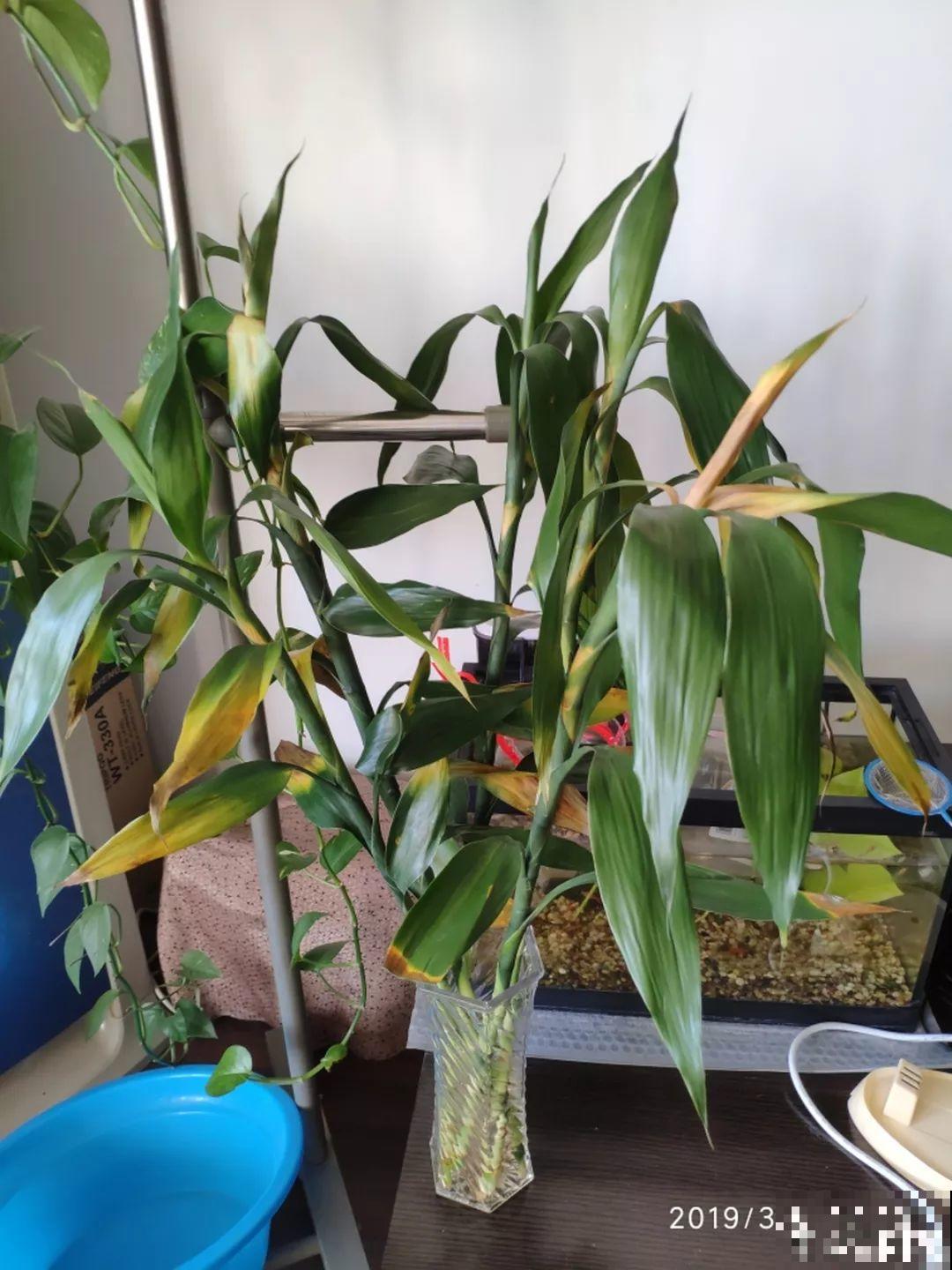 这5种花不抗冻，叶子不是发黄就是发黑，一点精神也没有！