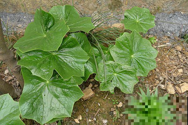 野外看到的这野草，叶子宽大像磨盘，神秘作用引诱人挖掘！