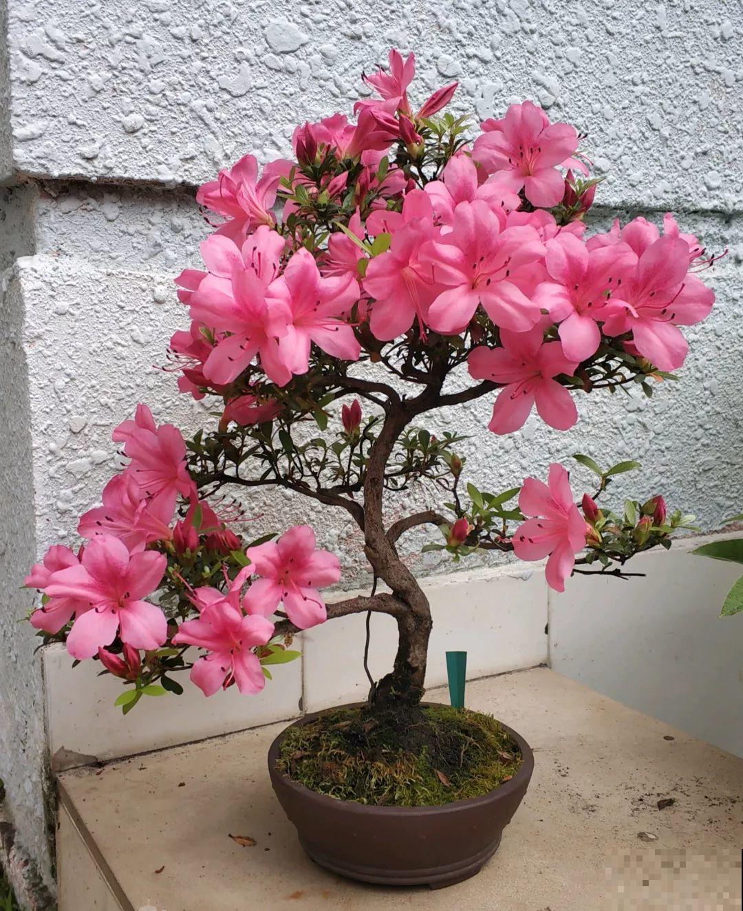 这6种花现在养，一个月后就开花，红红火火过新年！