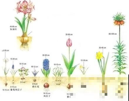 养了3个月不开花，一气之下叶子全剪了，结果一夜开爆盆！