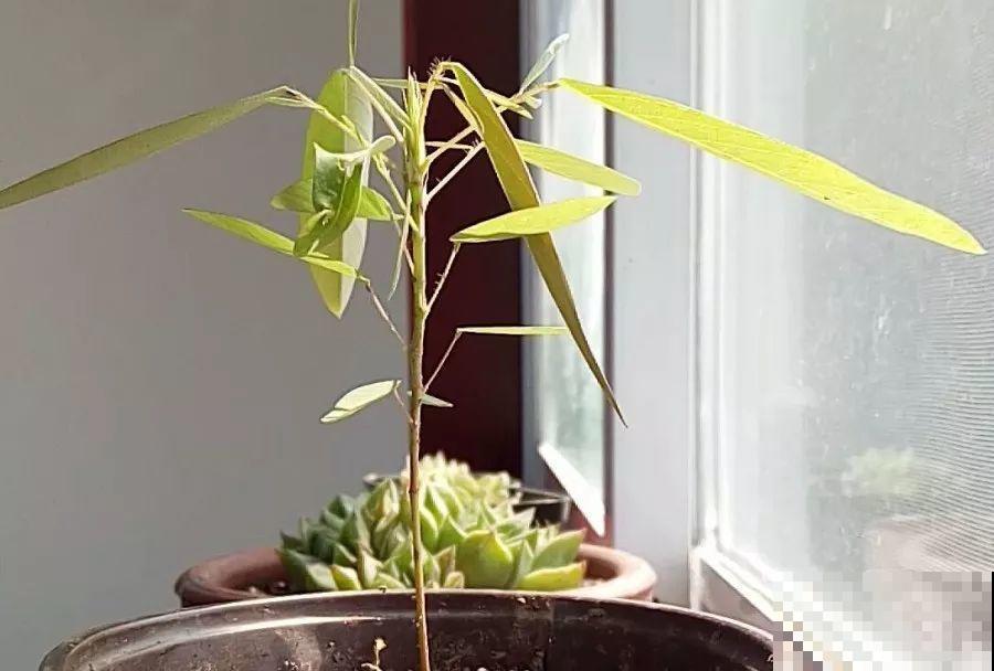 这种仙人掌还是别养了，管不住，自己容易长腿跑了！