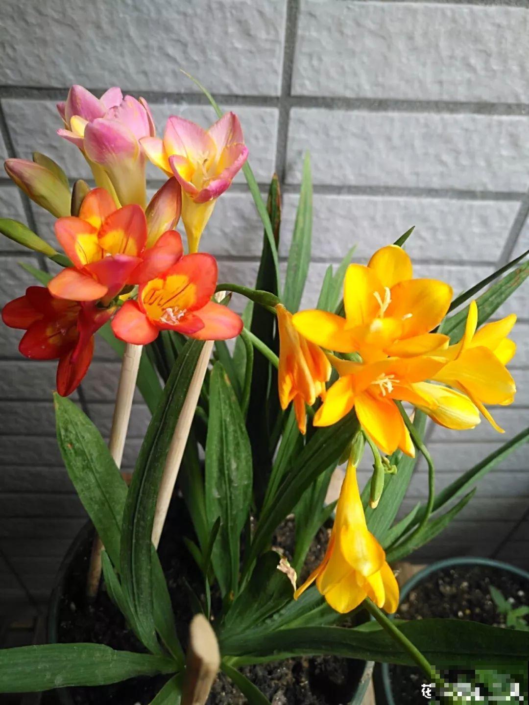 别让这花长太高，小心变成“韭菜”，再也不开花！