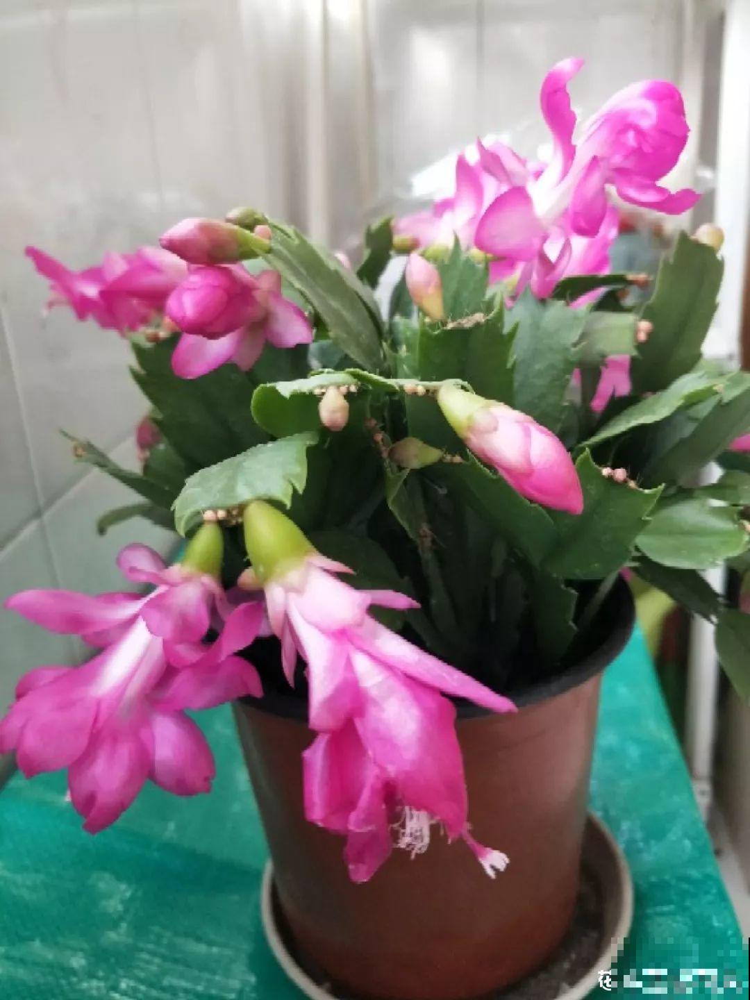 这4种花要开了，尽量别挪地儿，不然花苞哗哗掉！
