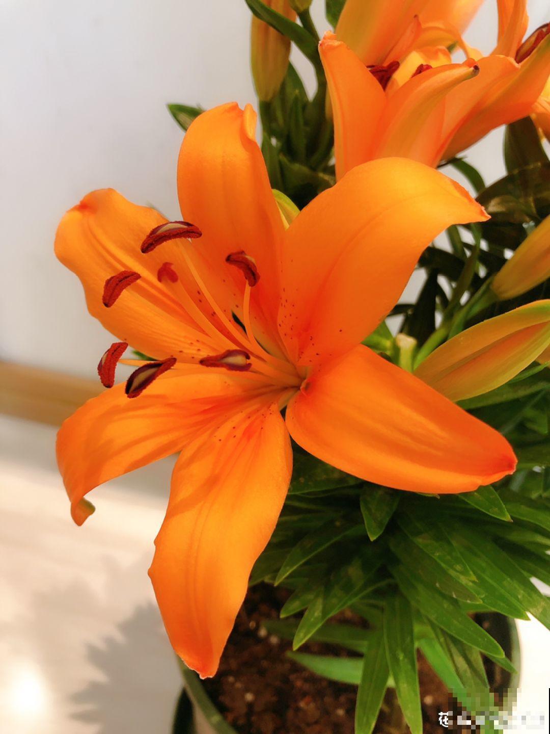 14种香水花，家里摆一盆，满屋子都是香味！