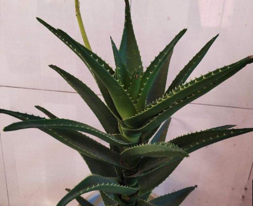 8种花最怕浇水，一浇水就烂根，不浇水反而长得旺！