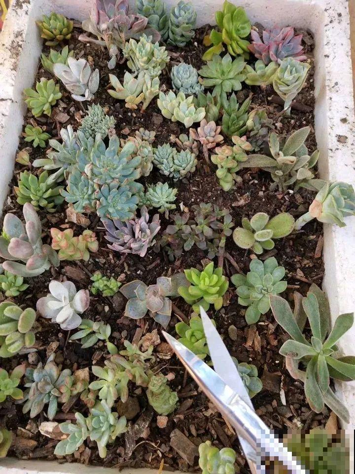 姐姐的快递箱，全部种满多肉，比盆栽的效果还要好！