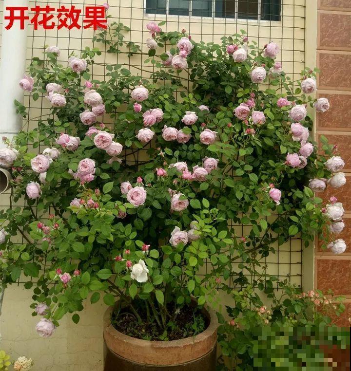 冬天修剪分“轻重”，有的花剪狠了，小心再也不开花！