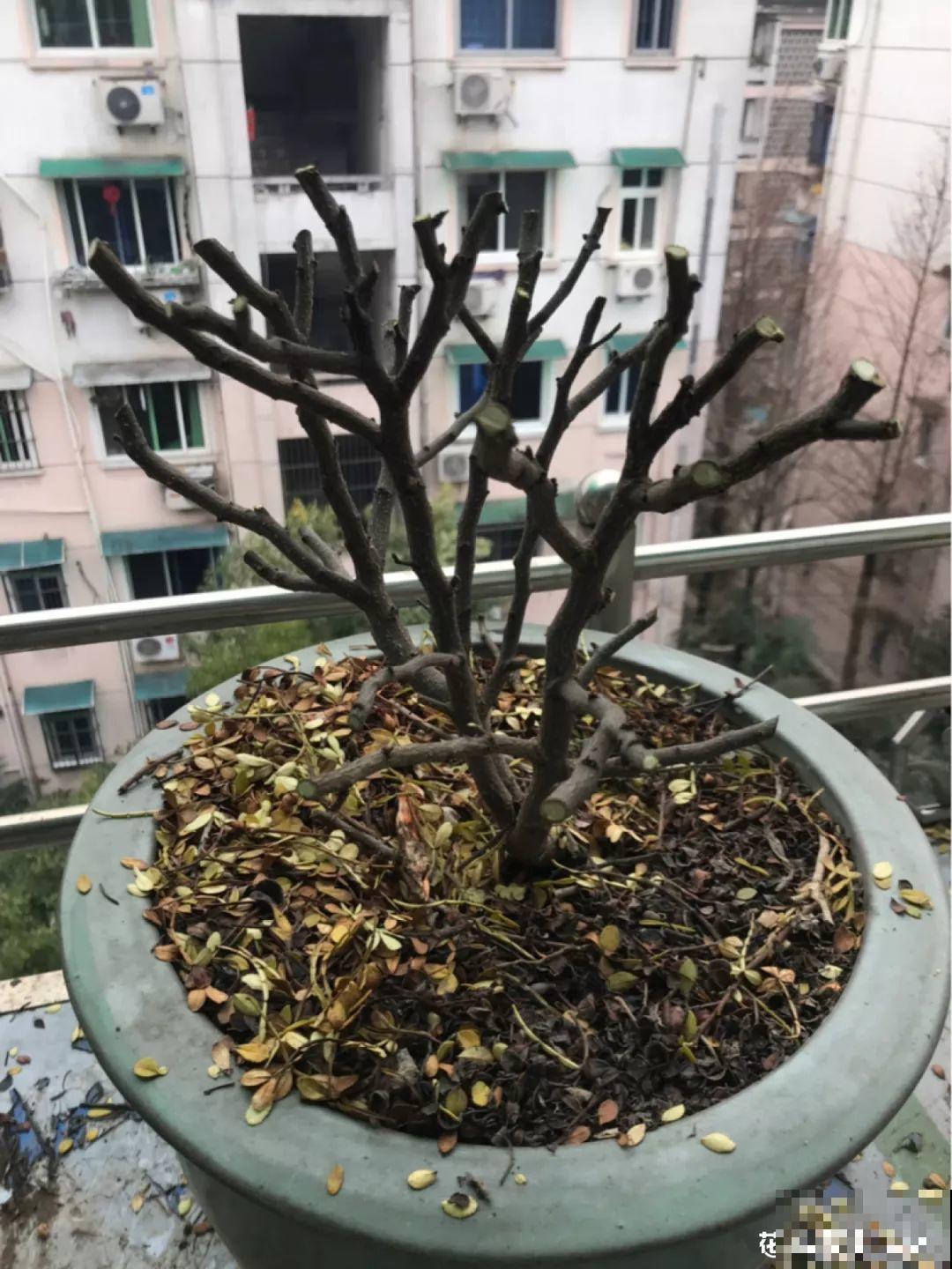 这6种花养好了，家里秒变花海，天天待着都不想出门！