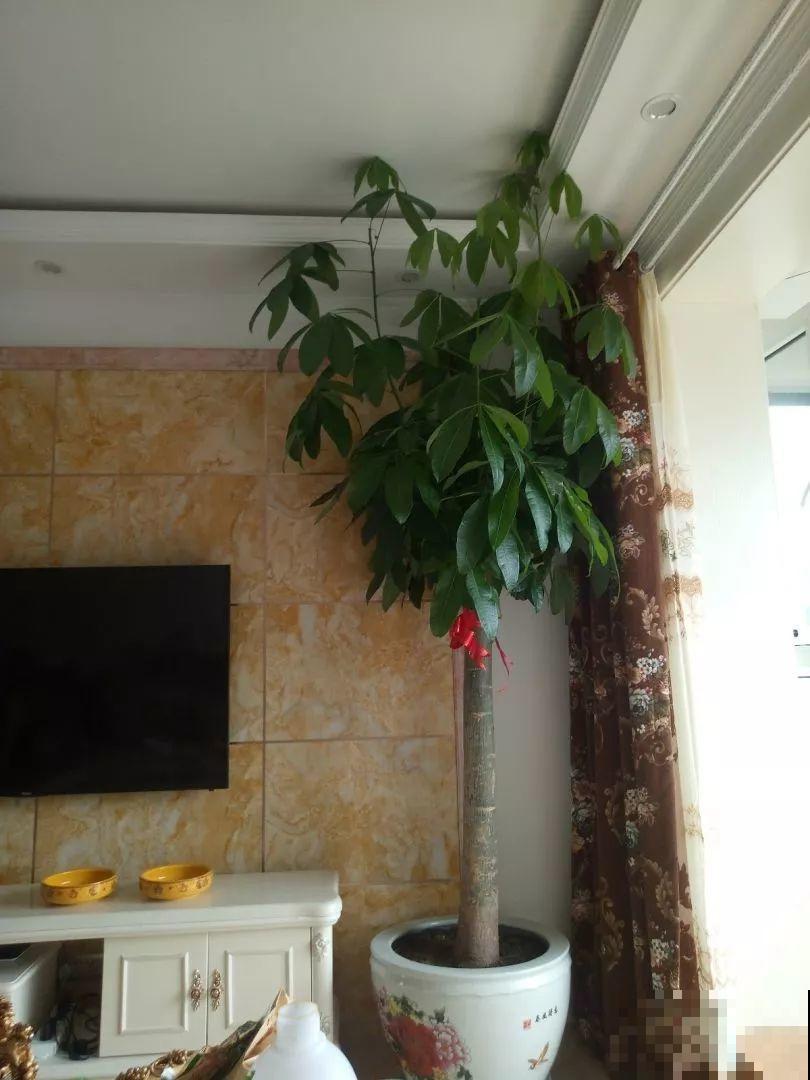 这10种耐旱花，2个月不浇水，叶子反而绿油油！