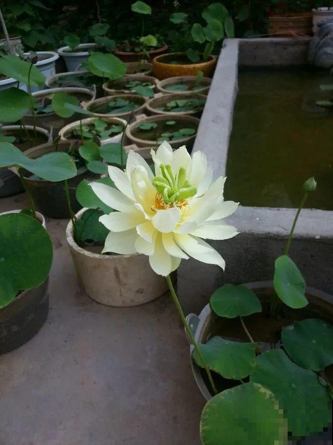 爱养花的人，就想有个小院子，喝茶赏花，过平静的日子！