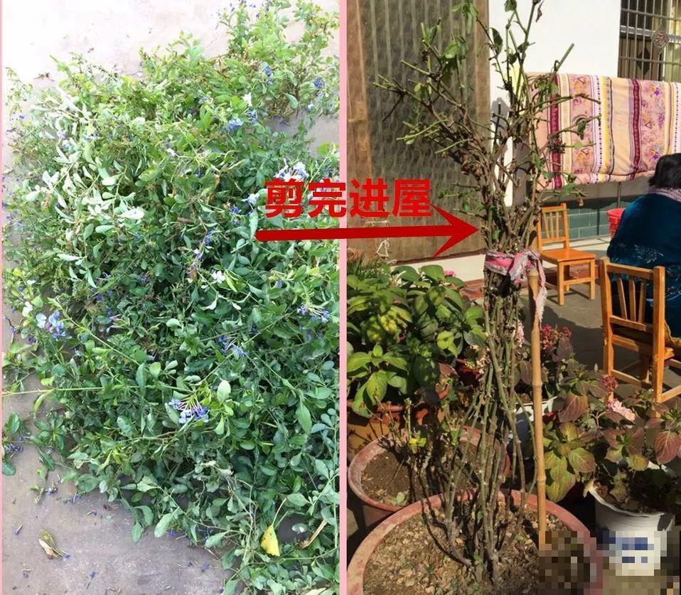 10种花，现在就得赶紧剪，不然熬不过冬天！