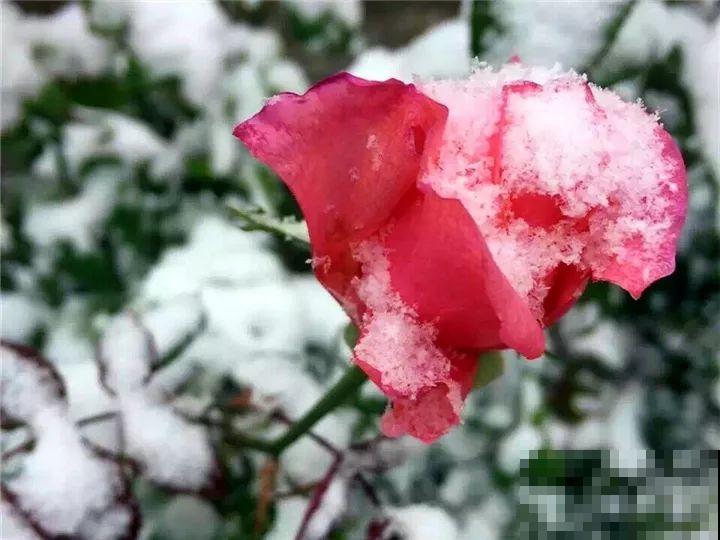 雪天的月季花，真美？小心冻伤撑不过冬天！
