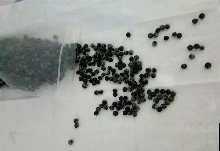 养这花真赚钱，一年能生3麻袋，邻居朋友抢着要！