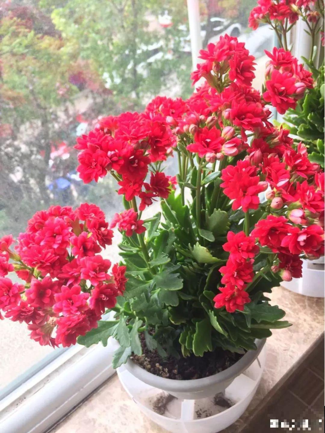 这种花盆要少用，稍微不注意，养花就容易黄叶烂根！