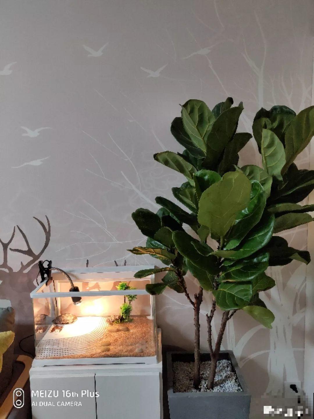 这4种花养在家里，就是一个小型的加湿器，不干不躁真舒服！