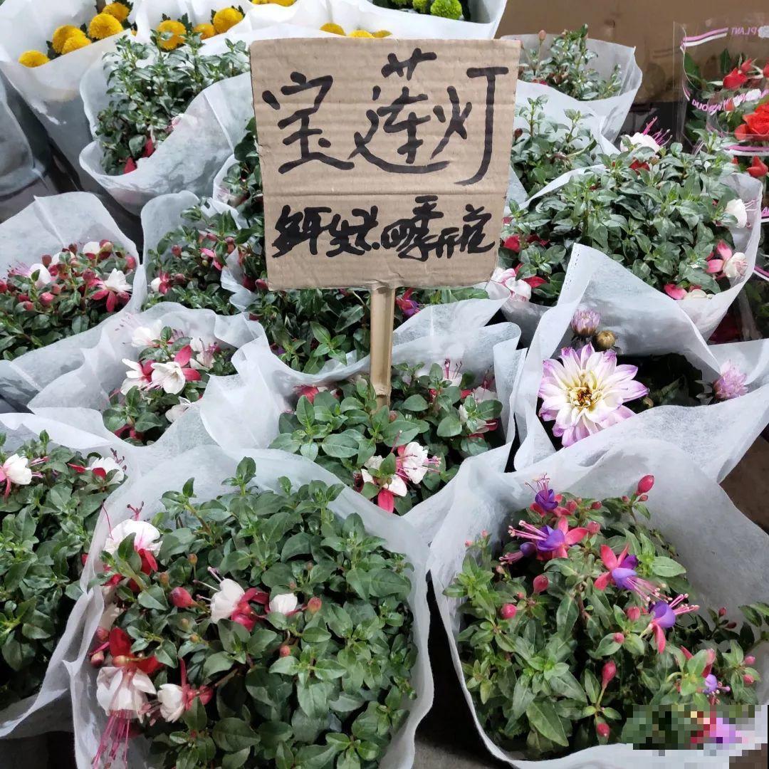 12月逛花市，这花好看又好养，遇到赶紧抱回家！