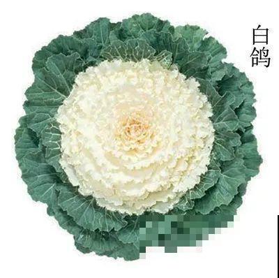 这花冬天不怕冷，越冻越好看，栽在院子里像玫瑰！