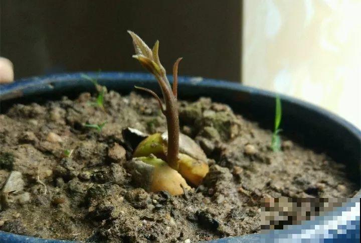 5块钱的水果埋土里，半年养成守家树，邻居都想花钱买！