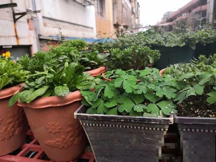 她家的花多到被女儿吐槽，满院子都是，人都没法下脚！