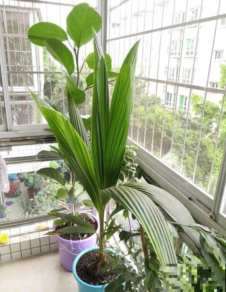 5块钱的水果埋土里，半年养成守家树，邻居都想花钱买！