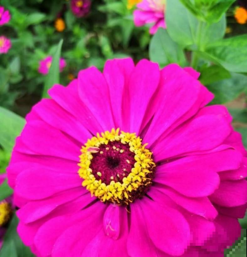 盆百日菊，开花旺的不行，撒播就能长！