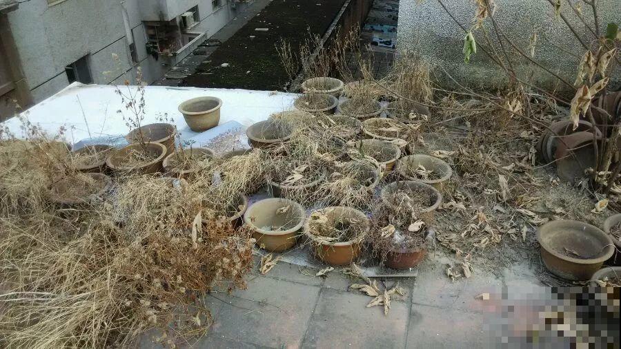 年底了，养花人多出门溜溜，能捡不少好东西！