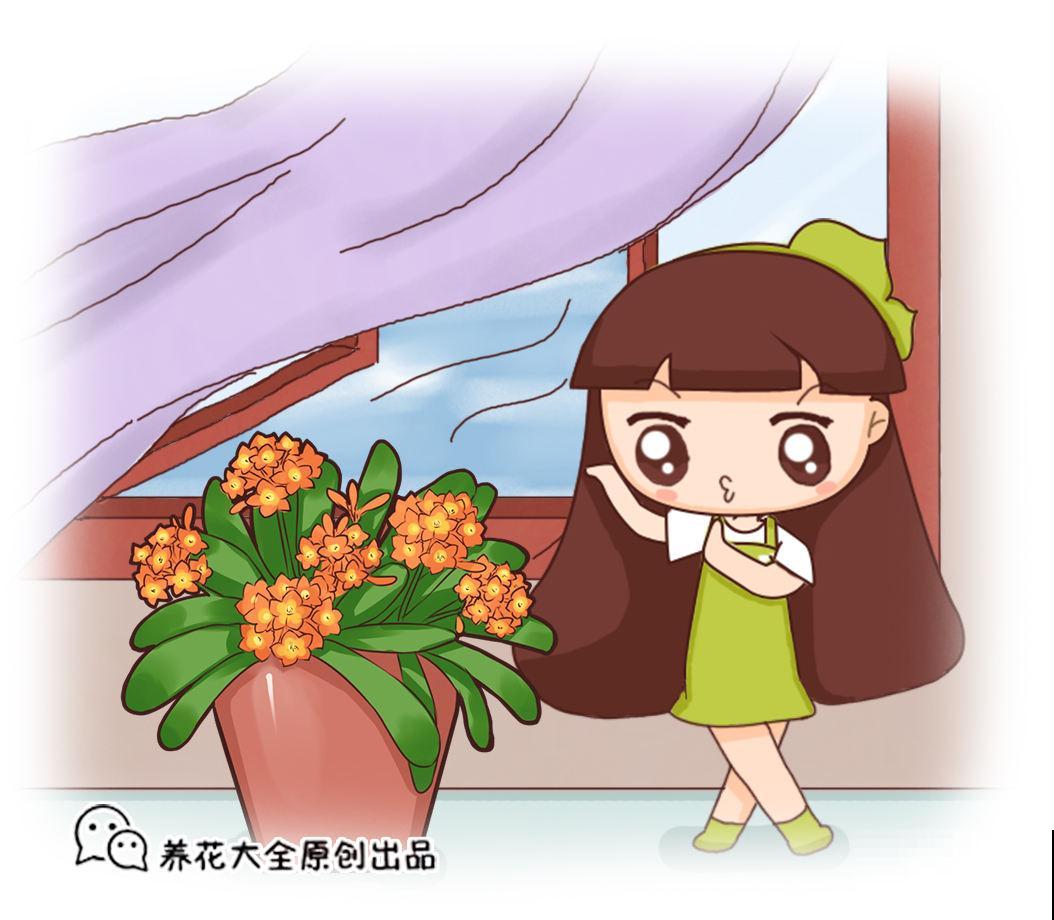 这花能养30年，养一盆能做传家宝，越养越值钱