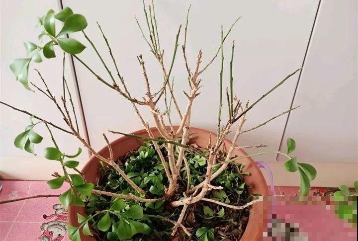 20种花最怕冷，一降温就黄叶，不做准备只剩空盆了！