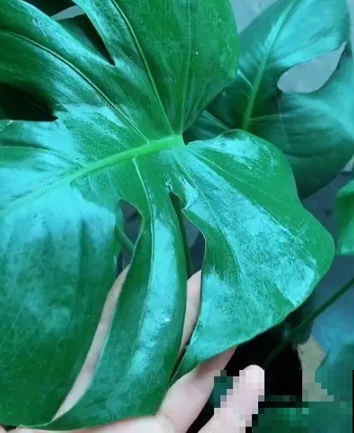 为了养花，她跑到海南，用10年把荒岛变花园！