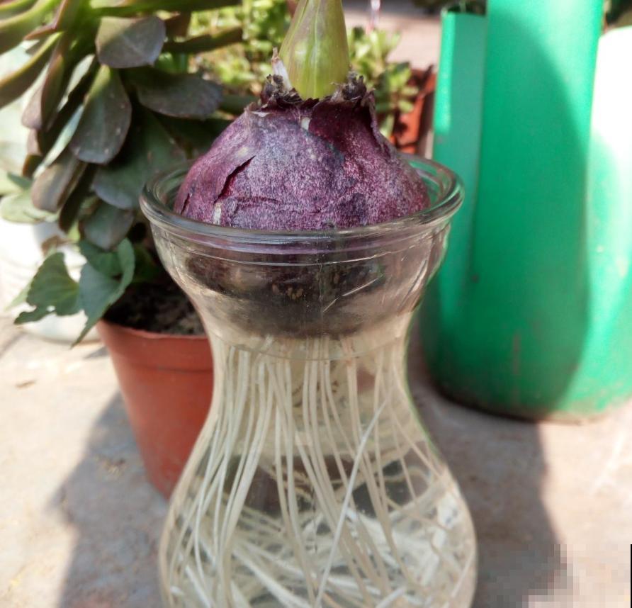 风信子夹箭不开花？关一下“小黑屋”，过两天自己就能伸出来！