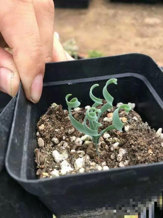 这花爱晒太阳，越晒叶子越卷，像弹簧一样超级可爱！