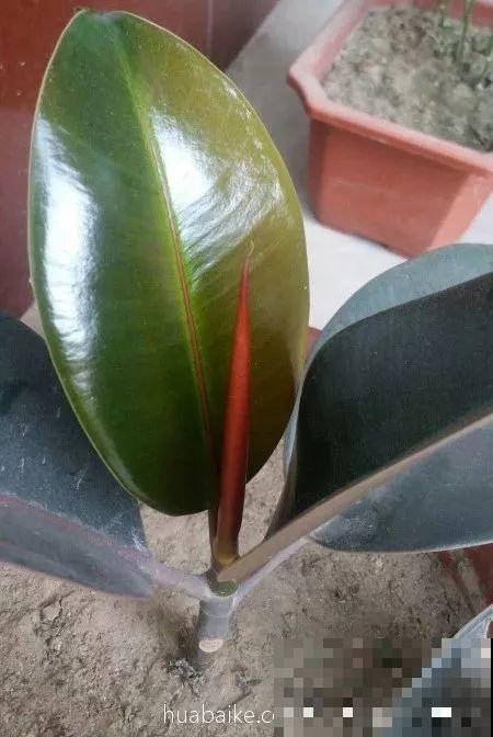 这4种花养在家里，就是一个小型的加湿器，不干不躁真舒服！