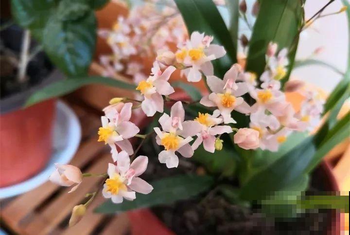 客厅养花不能看心情，注意这两大忌，选对了全家受益！