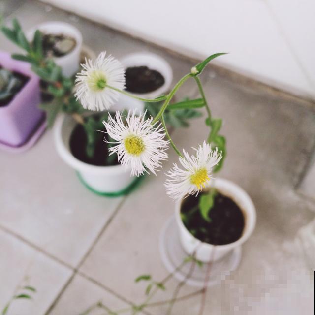 7种草，都是小时候的回忆，你还记得哪几种