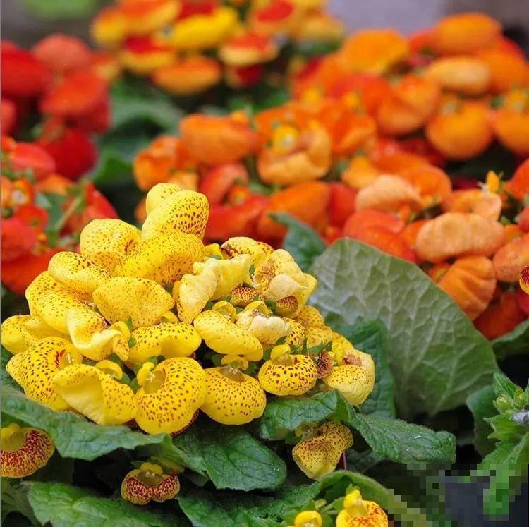 20种花再冷也不怕，过年正好开花，现在养还来得及！