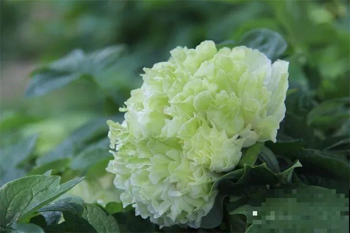 月季花上长多肉？头一回见，邻居天天跑来看！
