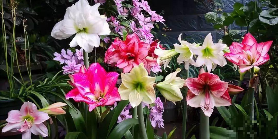 这6种花养好了，家里秒变花海，天天待着都不想出门！