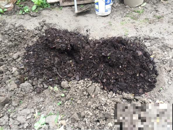 满地落叶都是宝，赶紧装一麻袋，给花用了长得旺！