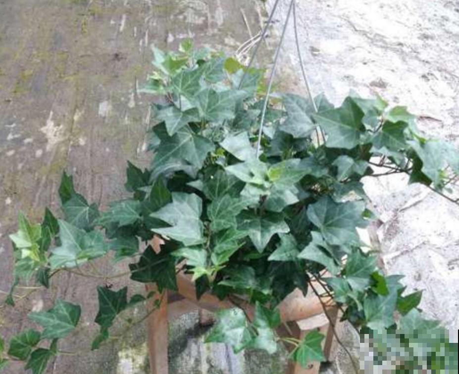 据说这4种植物，冬季寒冷也能呼呼长，真想养一盆！