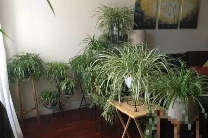 养这花真赚钱，一年能生3麻袋，邻居朋友抢着要！