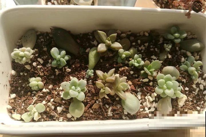 多肉扦插有技巧，这个季节一定选这几种，开春能养好送邻居！