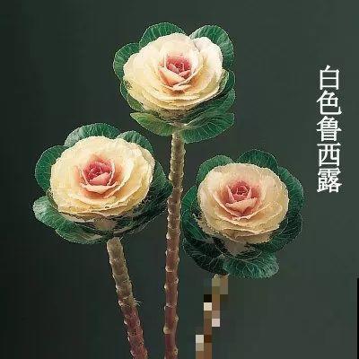 这花冬天不怕冷，越冻越好看，栽在院子里像玫瑰！