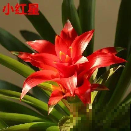 这花一开就是大半年，红红火火，不知道的还以为是塑料花！