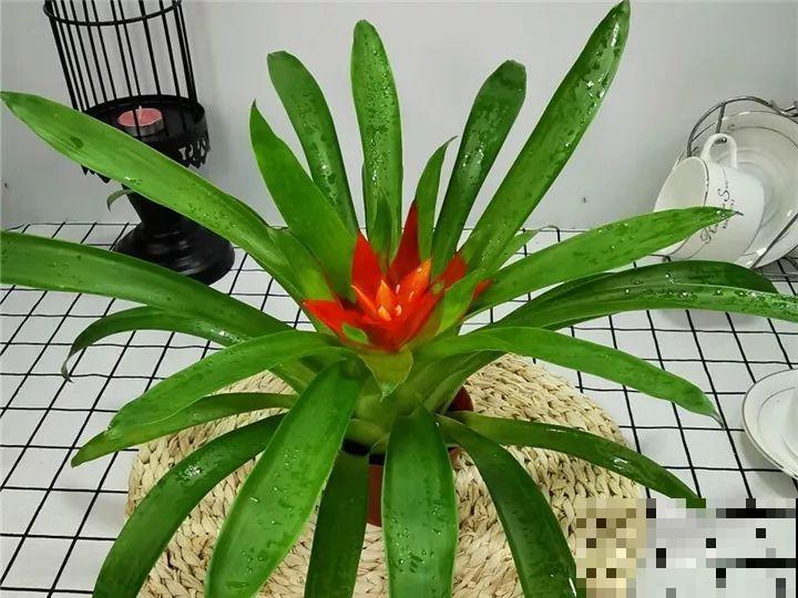 这花一开就是大半年，红红火火，不知道的还以为是塑料花！