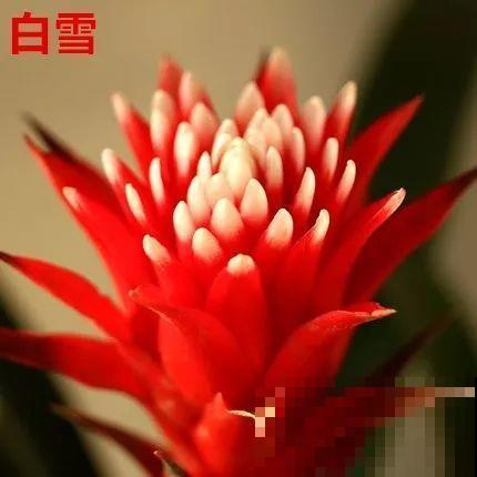 这花一开就是大半年，红红火火，不知道的还以为是塑料花！